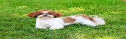 Shih Tzu dogs for sale: Blossom - Ad 4