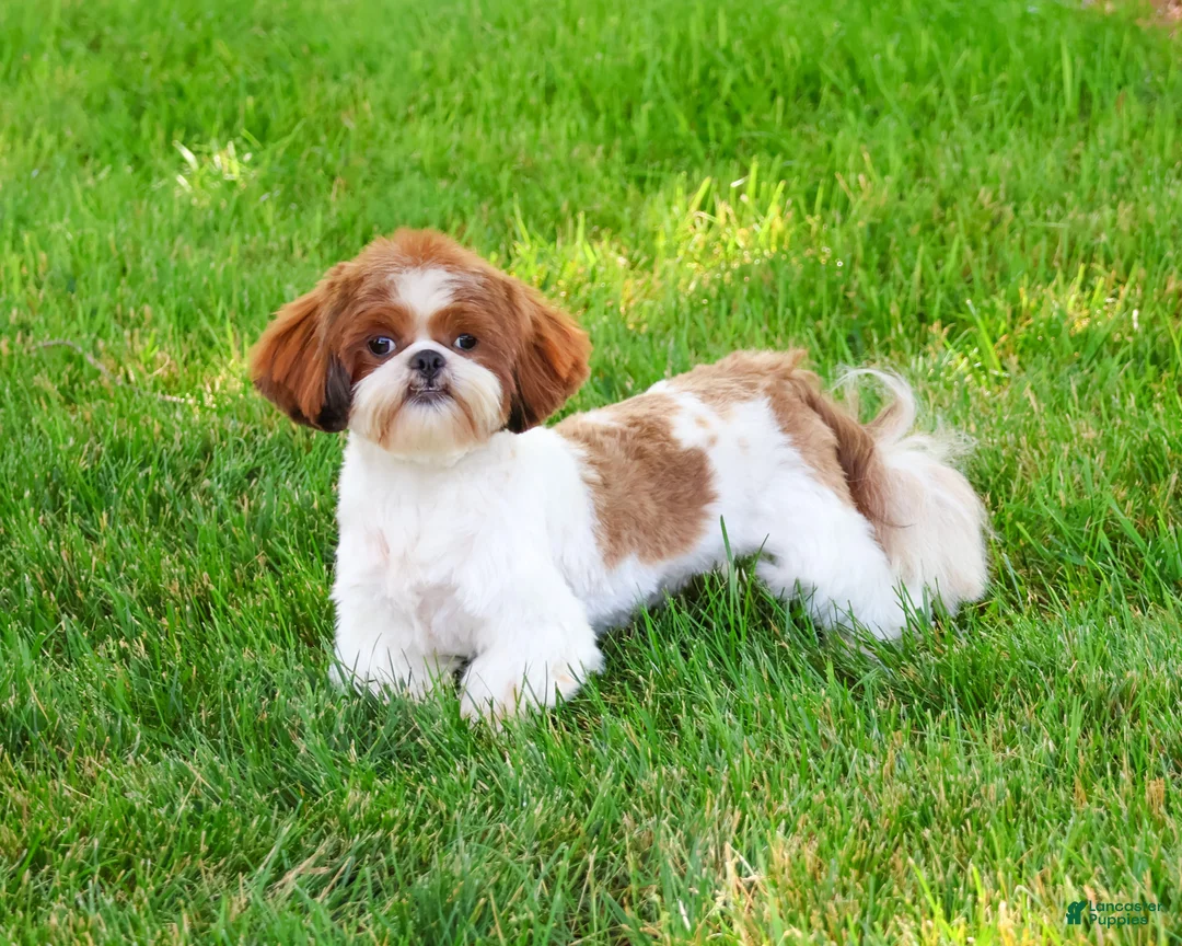 Shih Tzu dogs for sale: Blossom - Ad 4