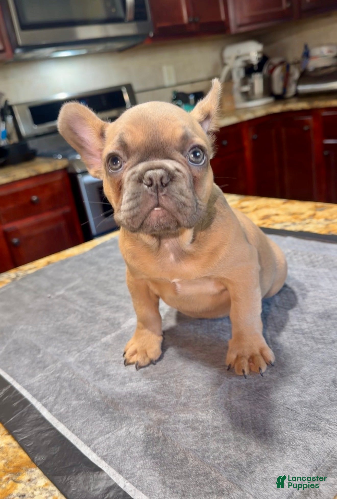 French Bulldog dogs Cookie - Ad 1