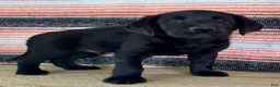 Labrador Retriever dogs for sale: Rip - Ad 3
