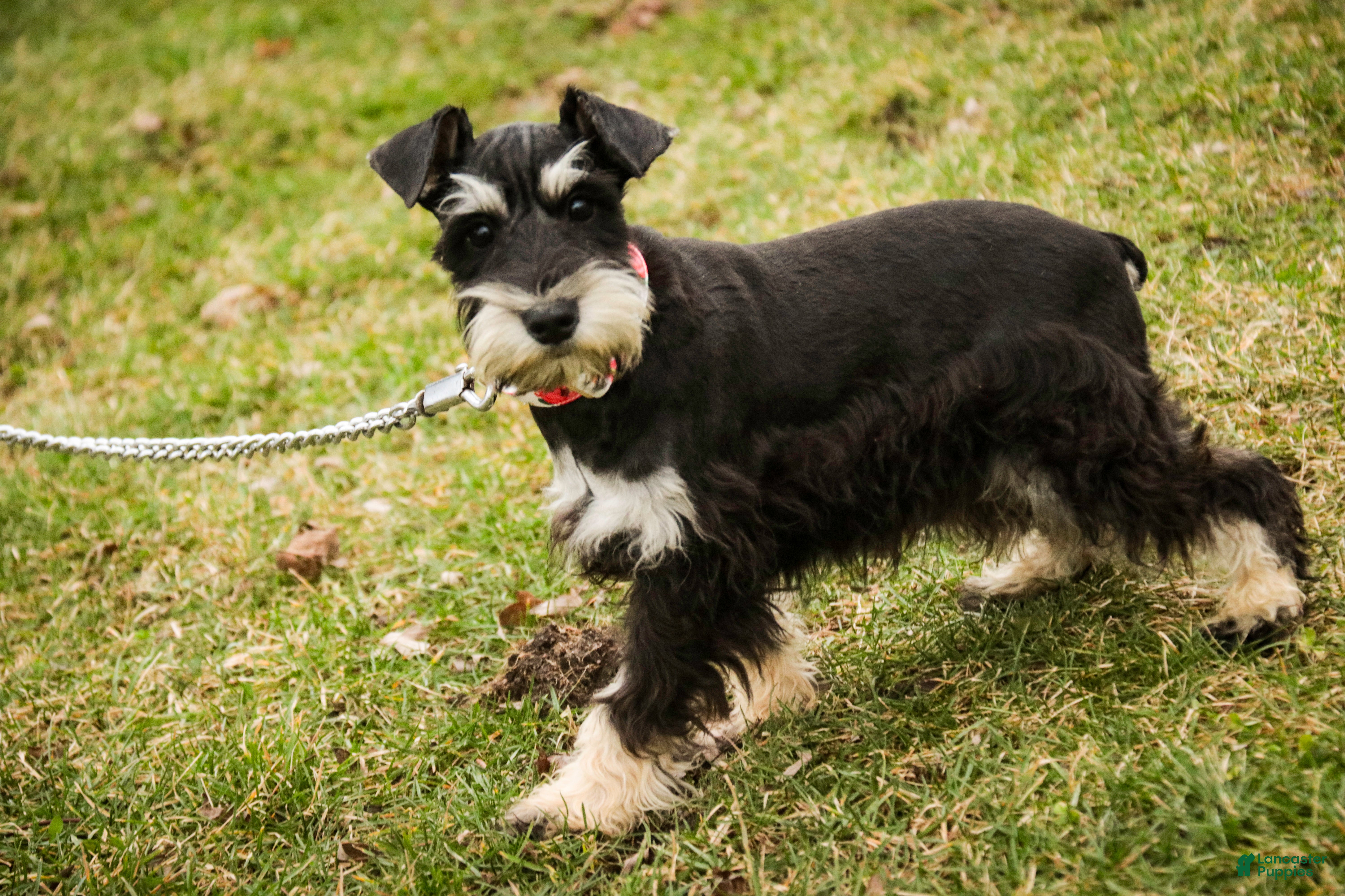 Miniature Schnauzer dogs Marina - Ad 15