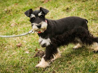 Miniature Schnauzer dogs Marina - Ad 36