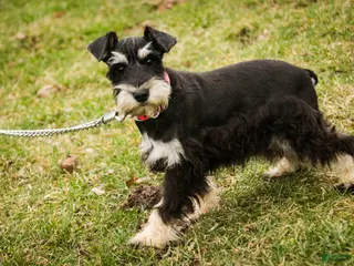 Miniature Schnauzer dogs Marina - Ad 31