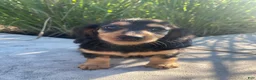 Miniature Dachshund dogs for sale: Nala - Ad 6