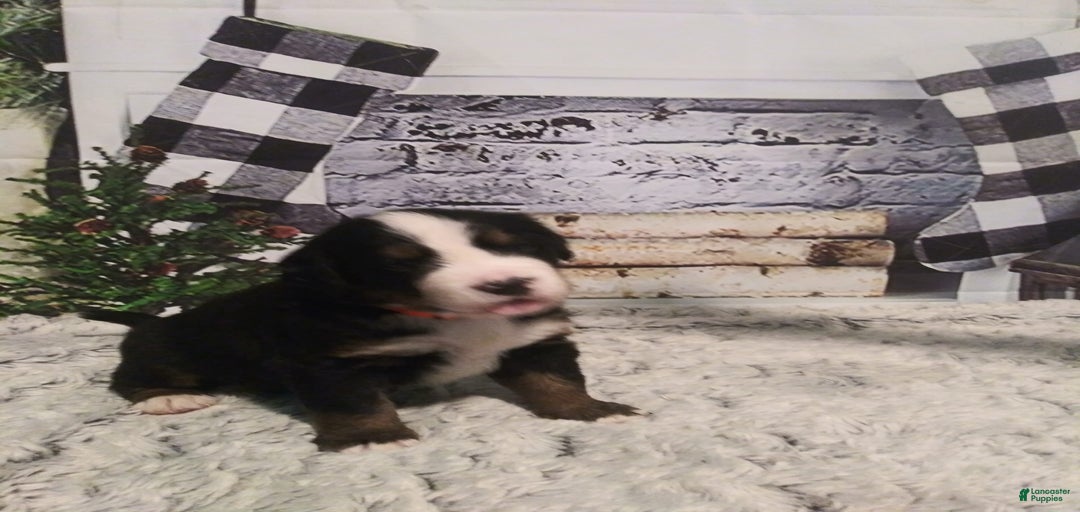 Gallery Image {{count}}