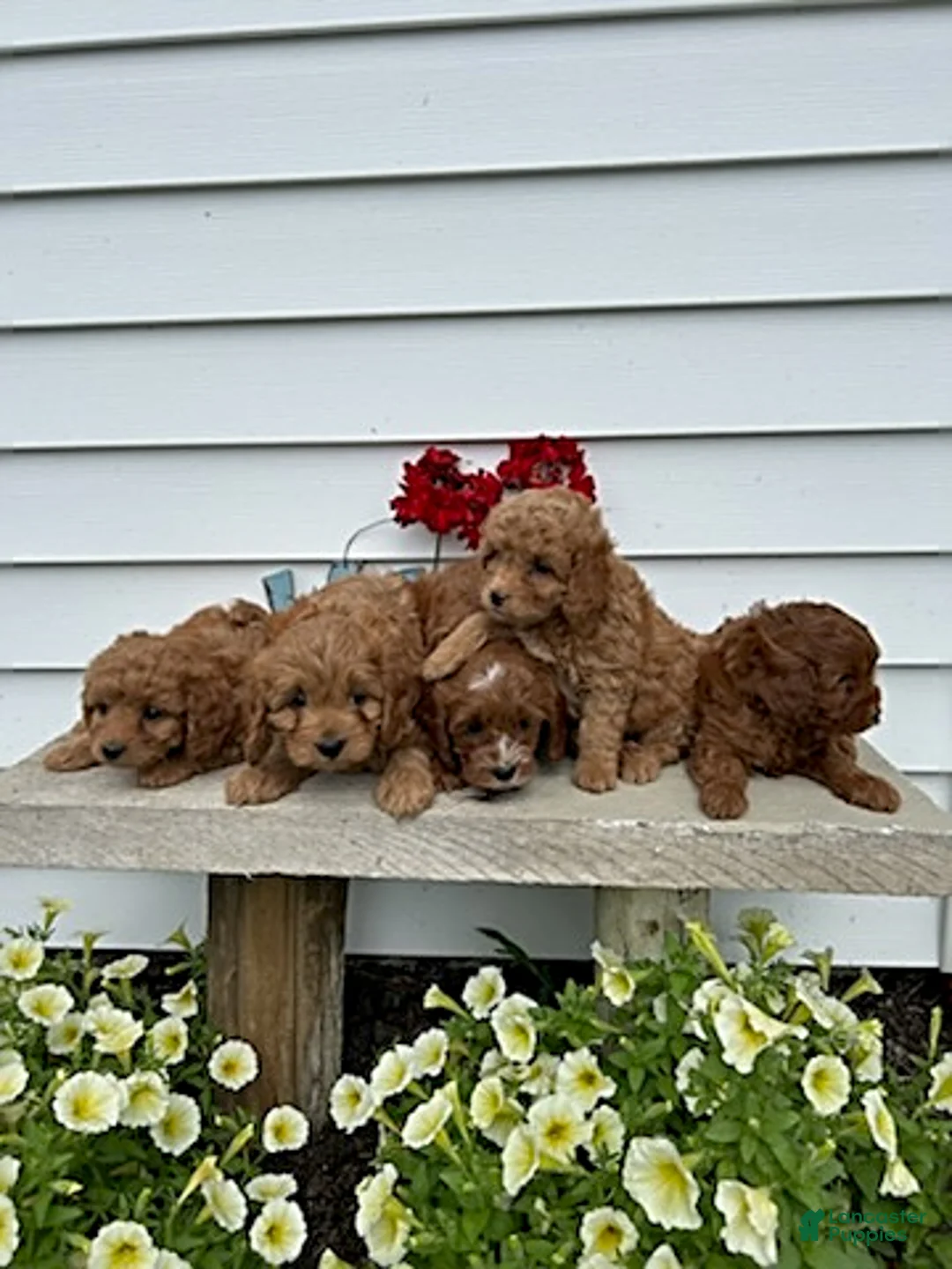 Cavapoo dogs for sale: Tootsie - Ad 3