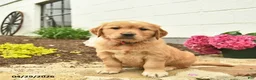 Golden Retriever dogs for sale: Clover  - Ad 1