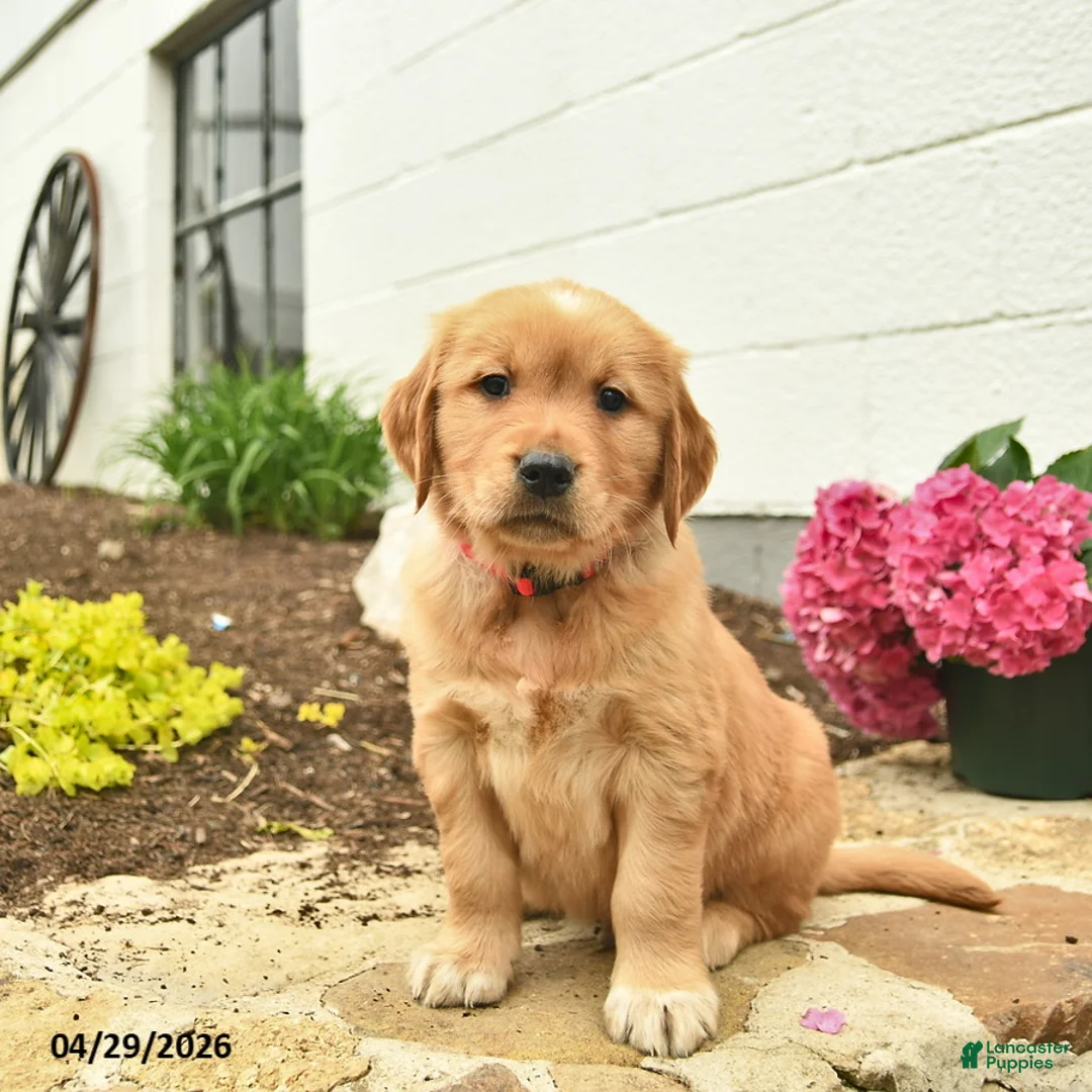 Golden Retriever dogs for sale: Clover  - Ad 1
