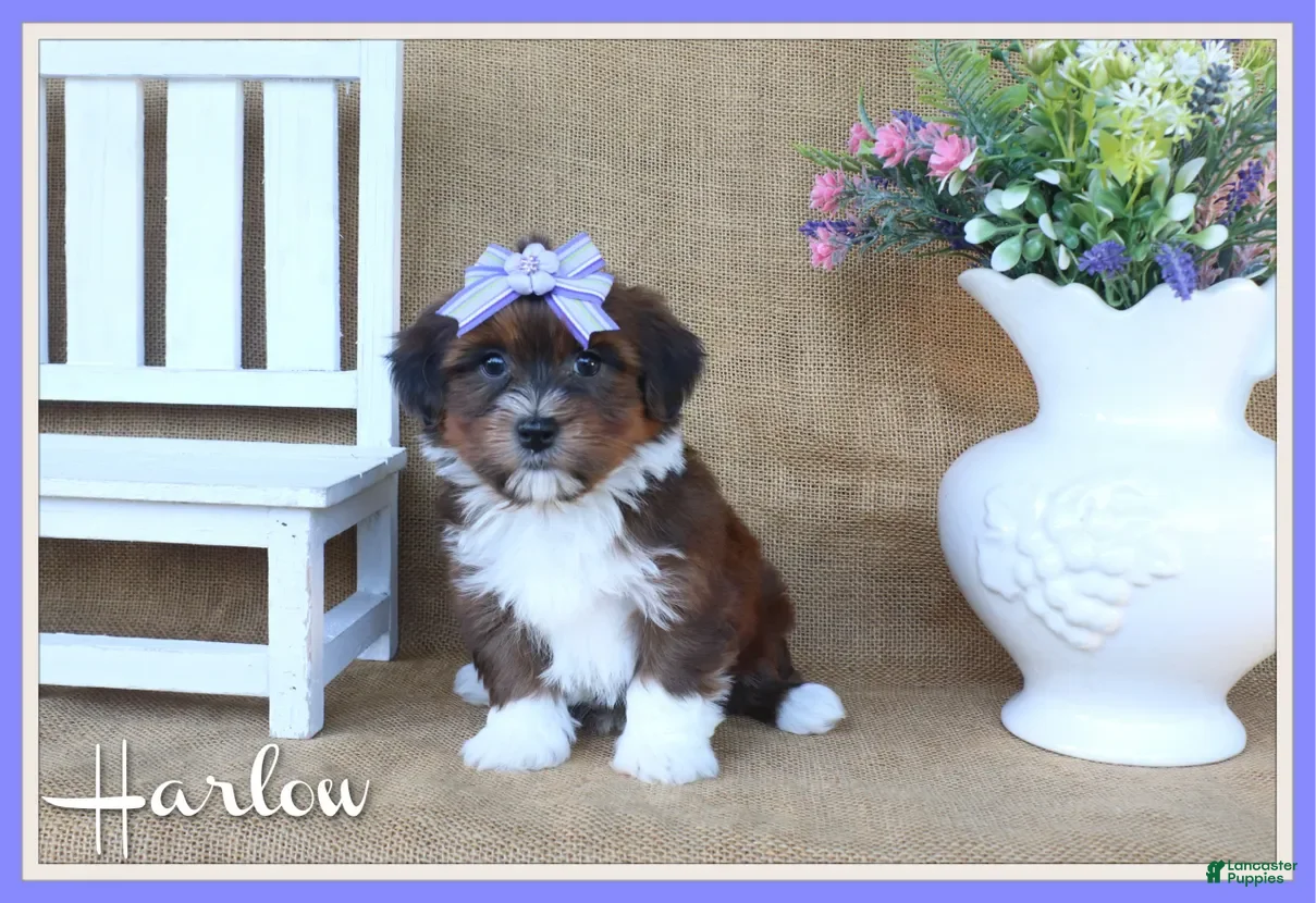 Havanese dogs Harlow - Ad 1