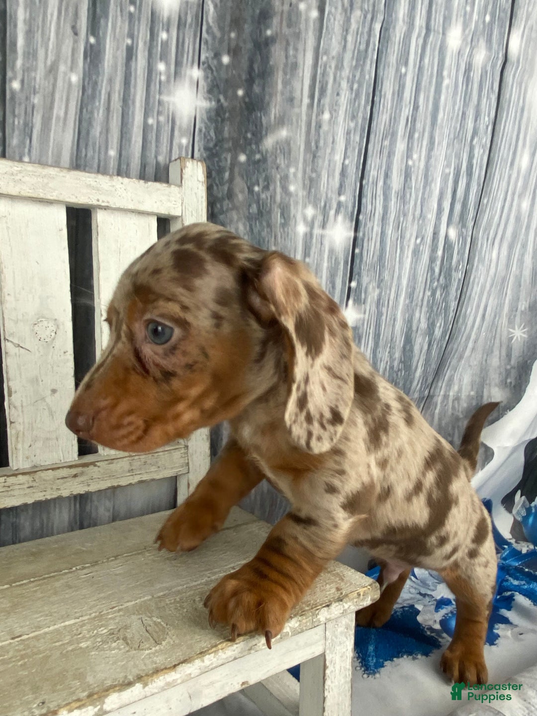 Miniature Dachshund dogs for sale: Billy - Ad 5