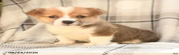 Welsh Corgi Pembroke dogs for sale: Maple   - Ad 6
