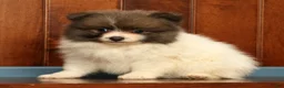 Pomeranian dogs for sale: Manny - Ad 6