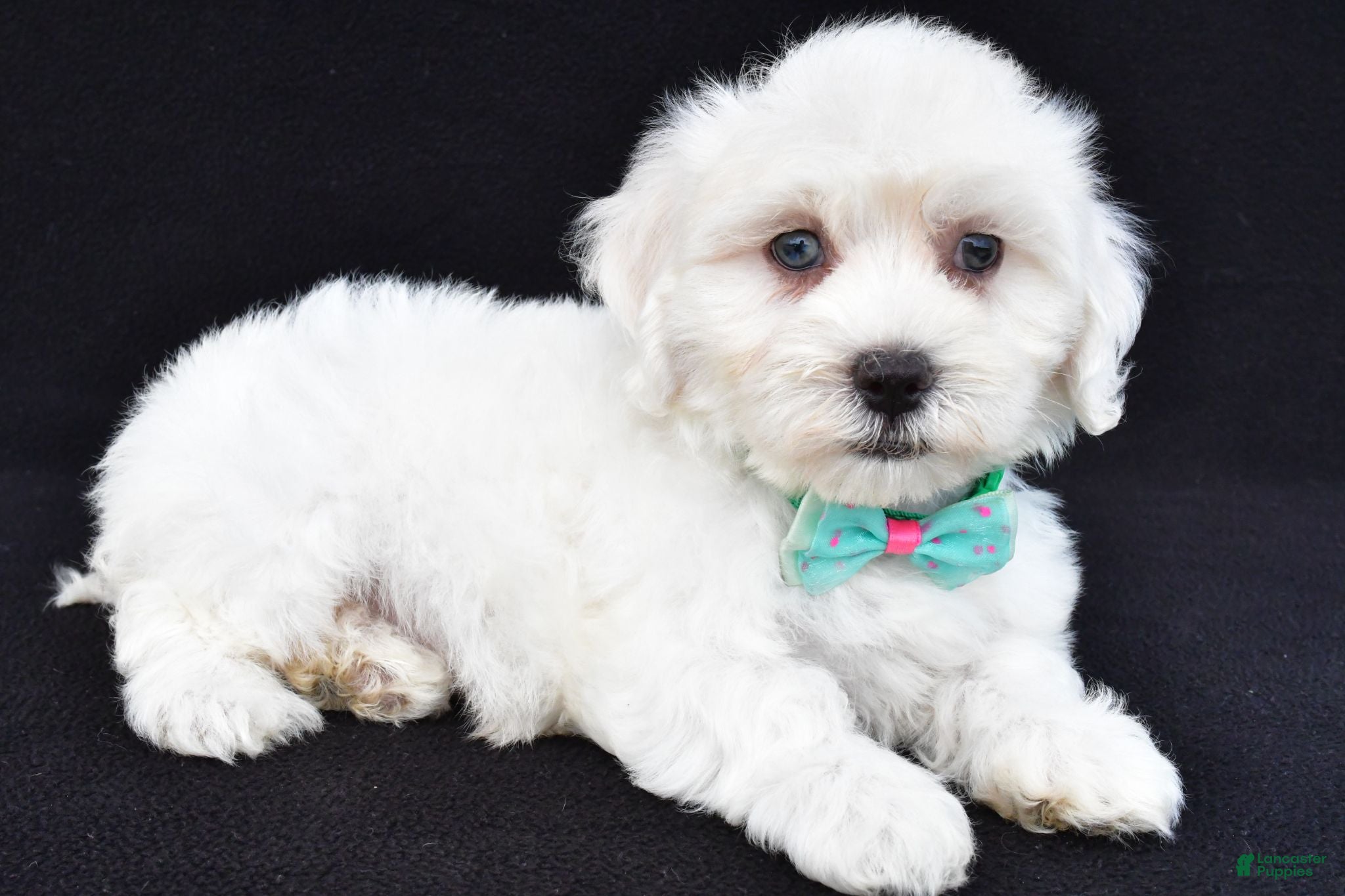 Maltipoo dogs Tate - Ad 2