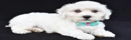 Maltipoo dogs for sale: Tate - Ad 2