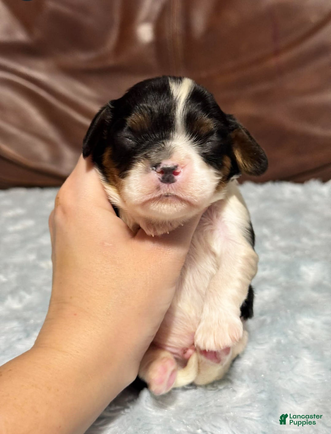 Cavalier King Charles Spaniel dogs for sale: Ziggy - Ad 4