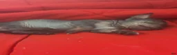Chinese Crested dogs for sale: Biggs - Ad 8