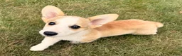 Welsh Corgi Pembroke dogs for sale: DEXER - Ad 4