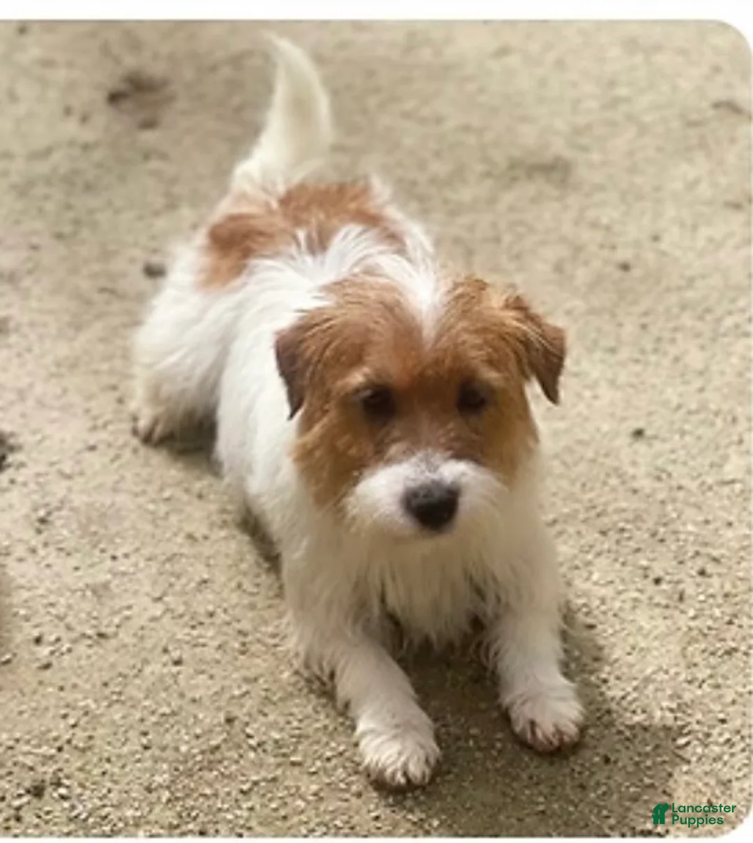Mixed Breed dogs for sale: Mixed Breed Puppy 1 - Ad 7
