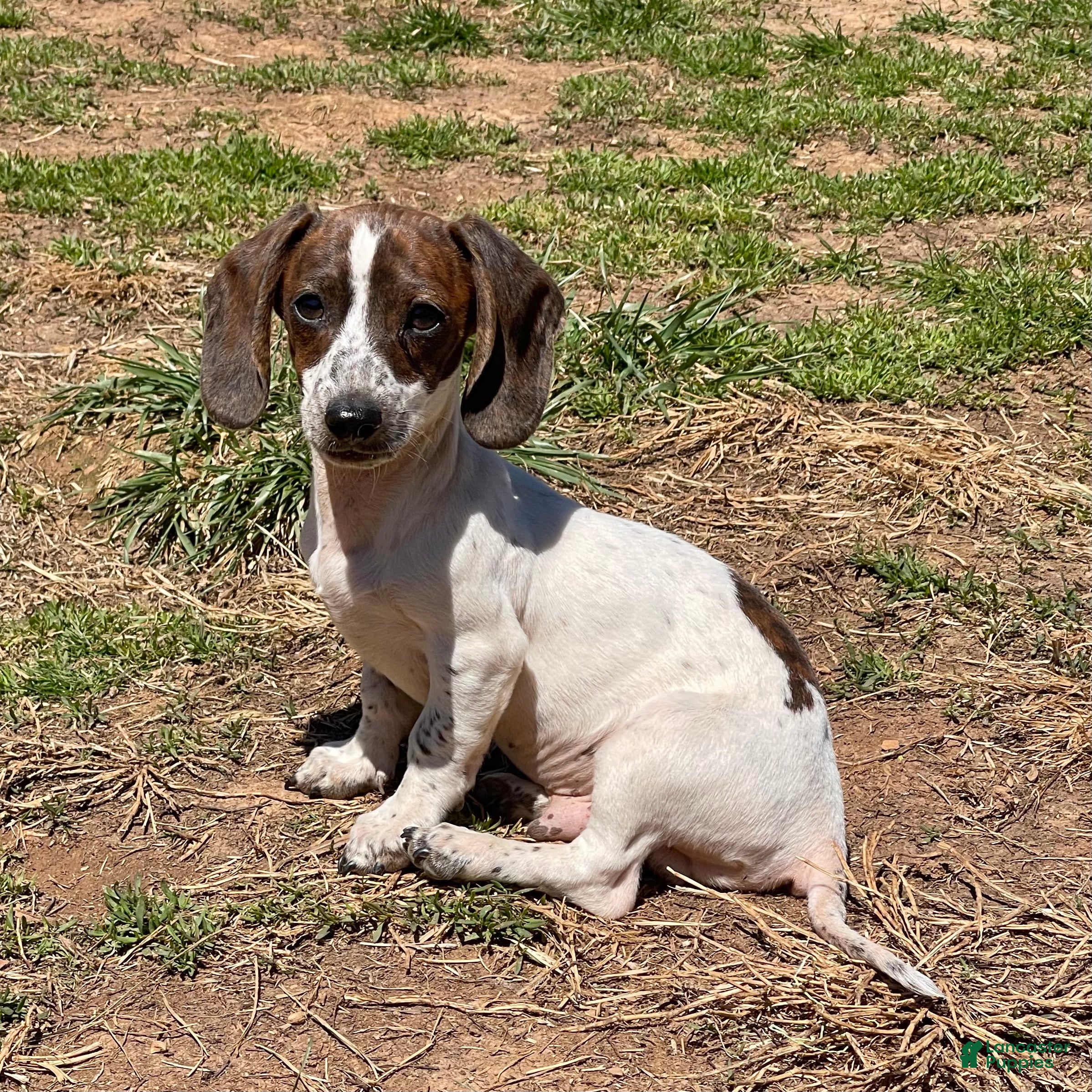Dachshund dogs Bobbie - Ad 23