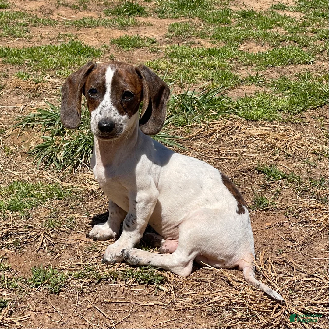 Dachshund dogs for sale: Bobbie - Ad 1