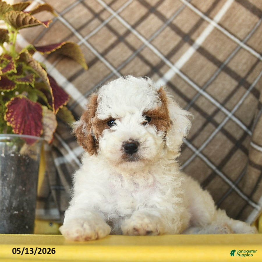 Toy Poodle dogs Fluffy  - Ad 2