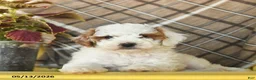 Miniature Poodle dogs for sale: Fluffy  - Ad 3