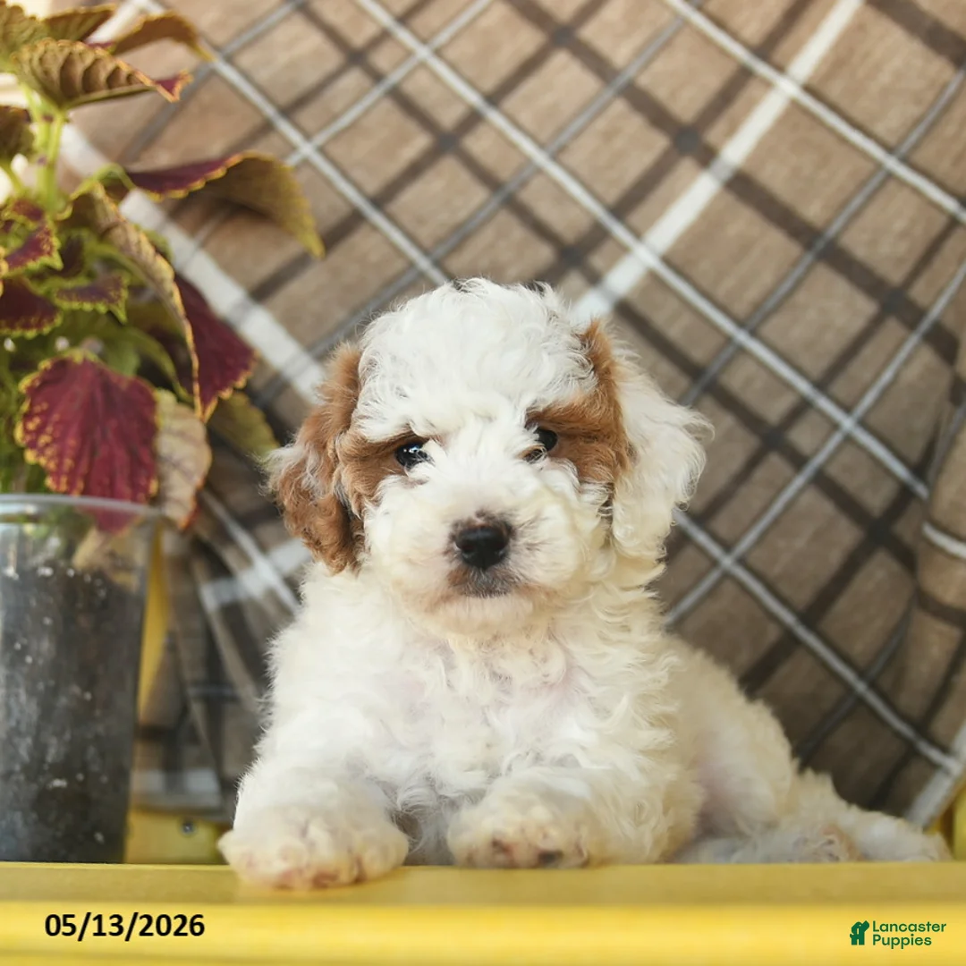 Toy Poodle dogs for sale: Fluffy  - Ad 2