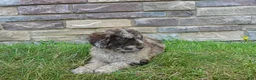 Newfypoo dogs for sale: F1b Ozzy - Ad 4