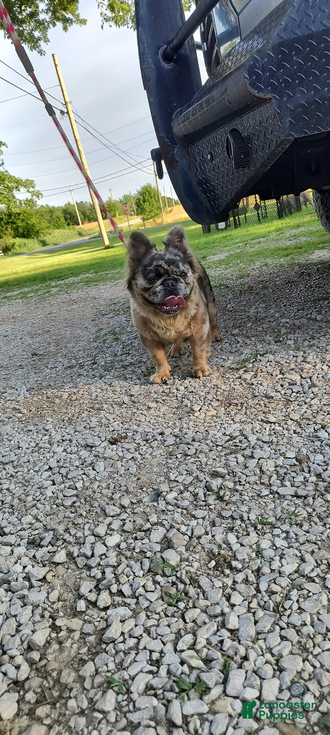 French Bulldog dogs for sale: French Bulldog Puppy 1 - Ad 2