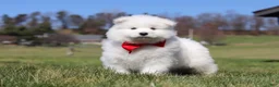 Samoyed dogs for sale: Joey - Ad 18