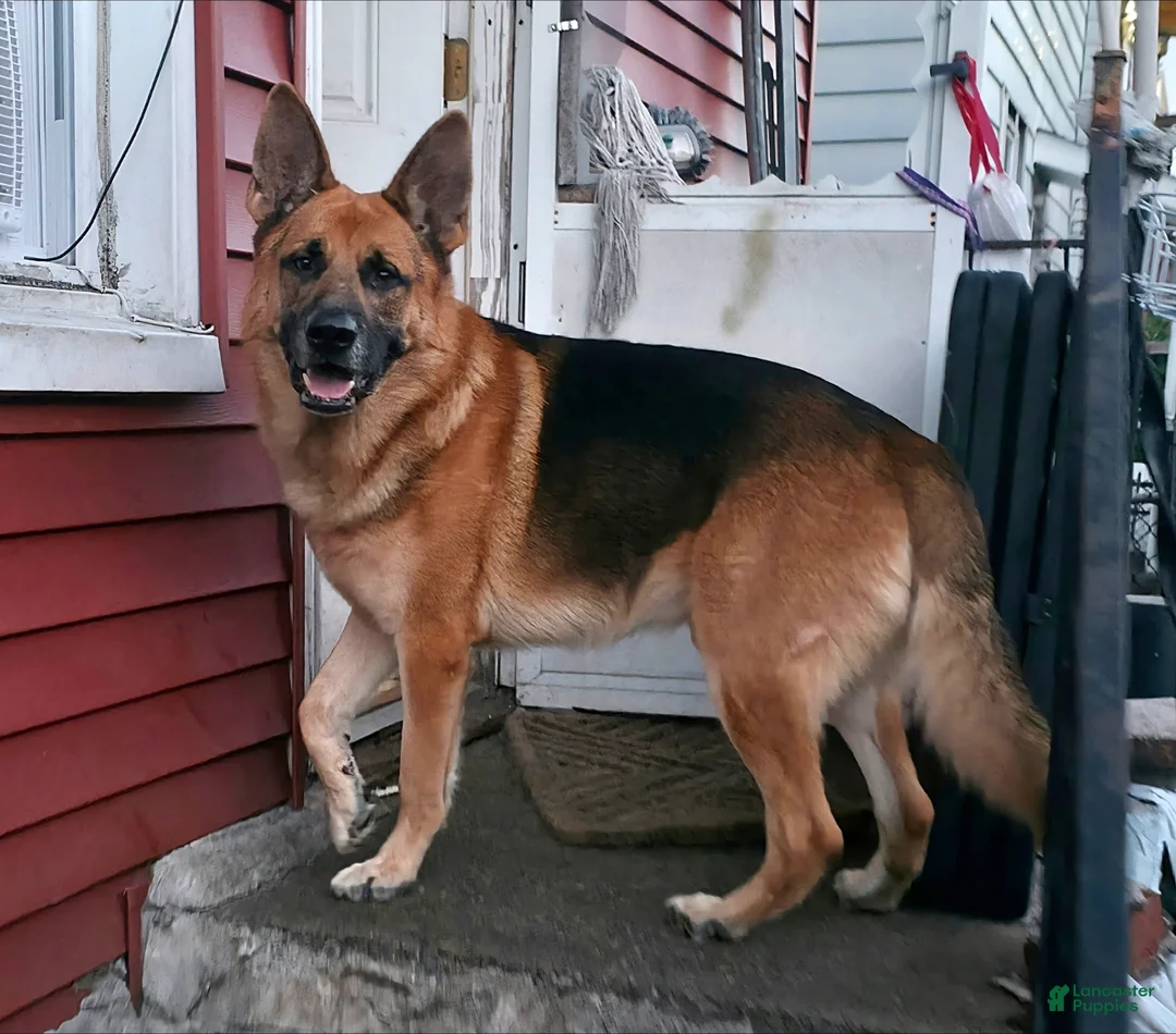 Gallery Image {{count}}