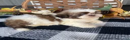 Shih Tzu dogs for sale: Ivy - Ad 4
