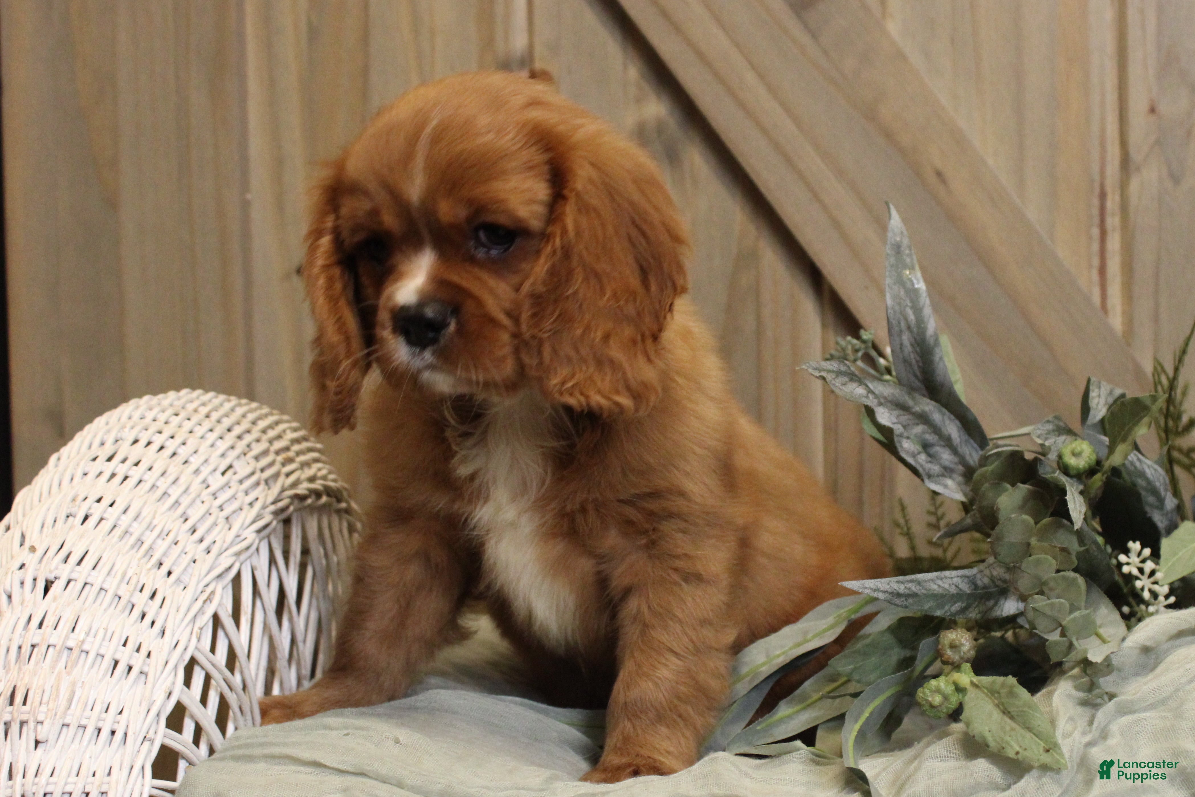 Cavalier King Charles Spaniel dogs Max - Ad 2