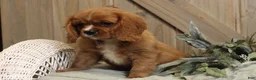 Cavalier King Charles Spaniel dogs for sale: Max - Ad 2