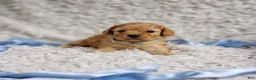 Cavapoo dogs for sale: Presley  - Ad 5