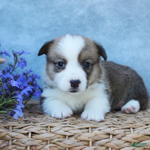 Welsh Corgi Pembroke dogs for sale: Graham - Ad 1