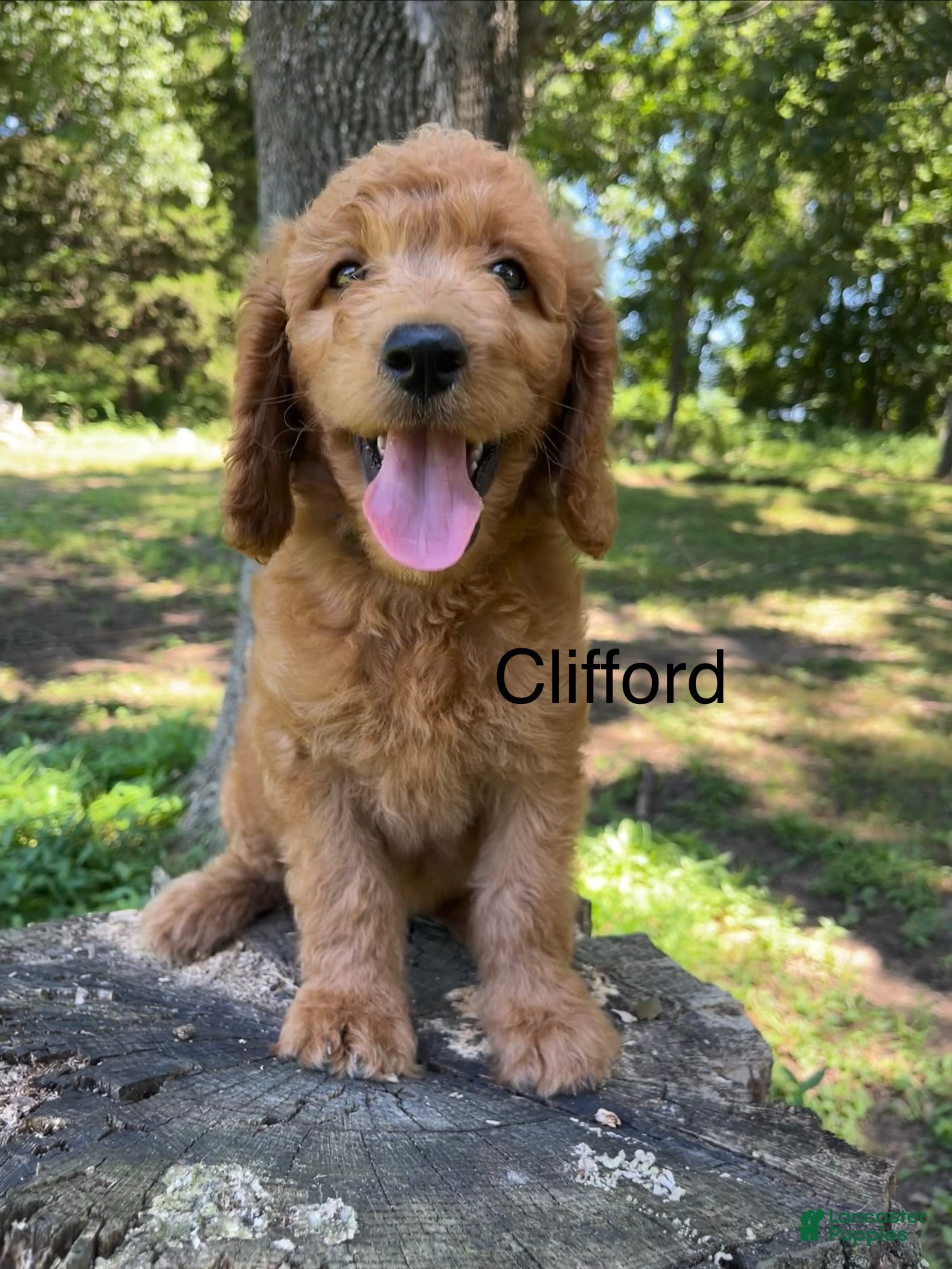 Goldendoodle dogs Clifford - Ad 1