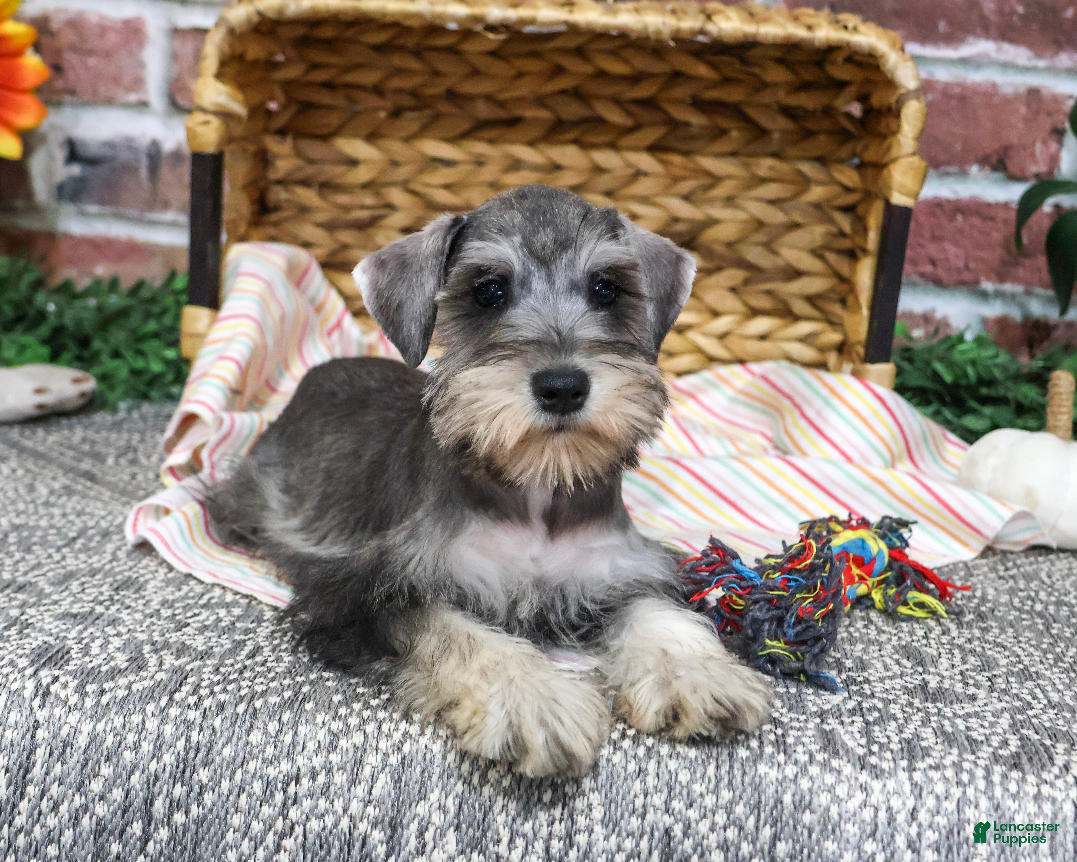 Miniature Schnauzer dogs for sale: Denise - Ad 1