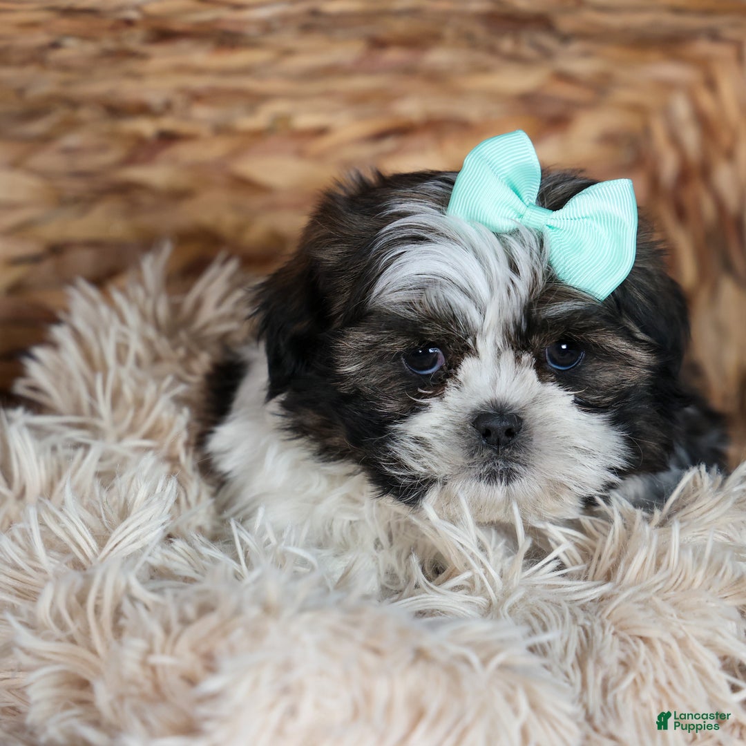 Shih Tzu dogs for sale: MERLE - Ad 18