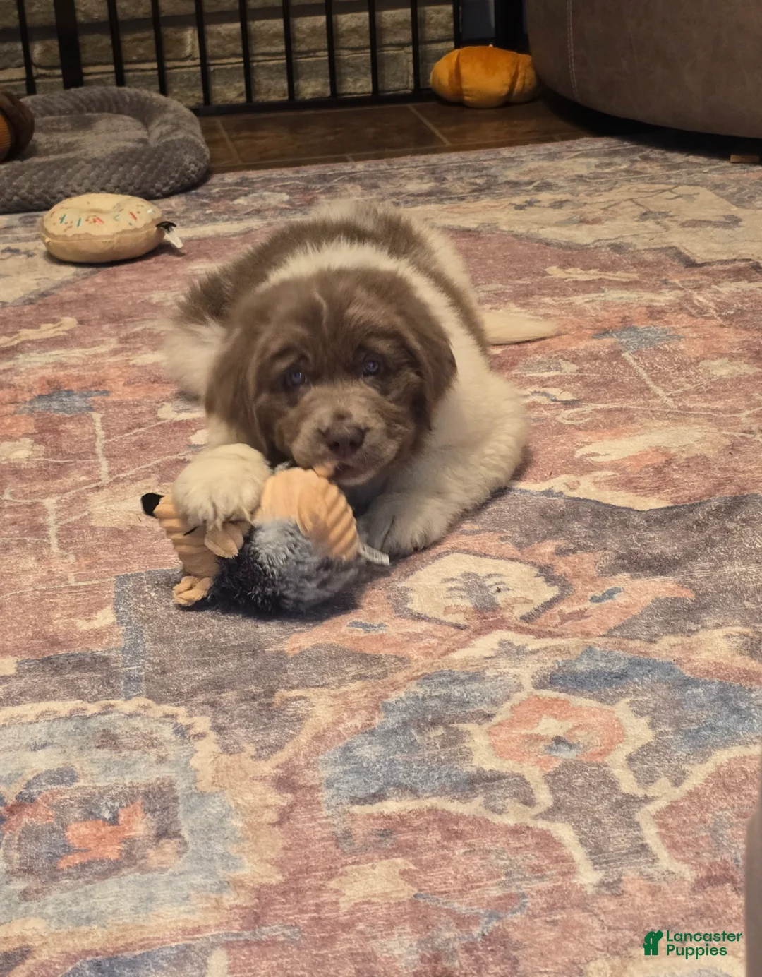 Newfoundland dogs for sale: Newfoundland 1 - Ad 1