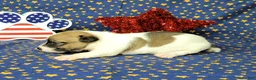 Jack Russell Terrier dogs for sale: Pyro CKC Reg male  - Ad 5