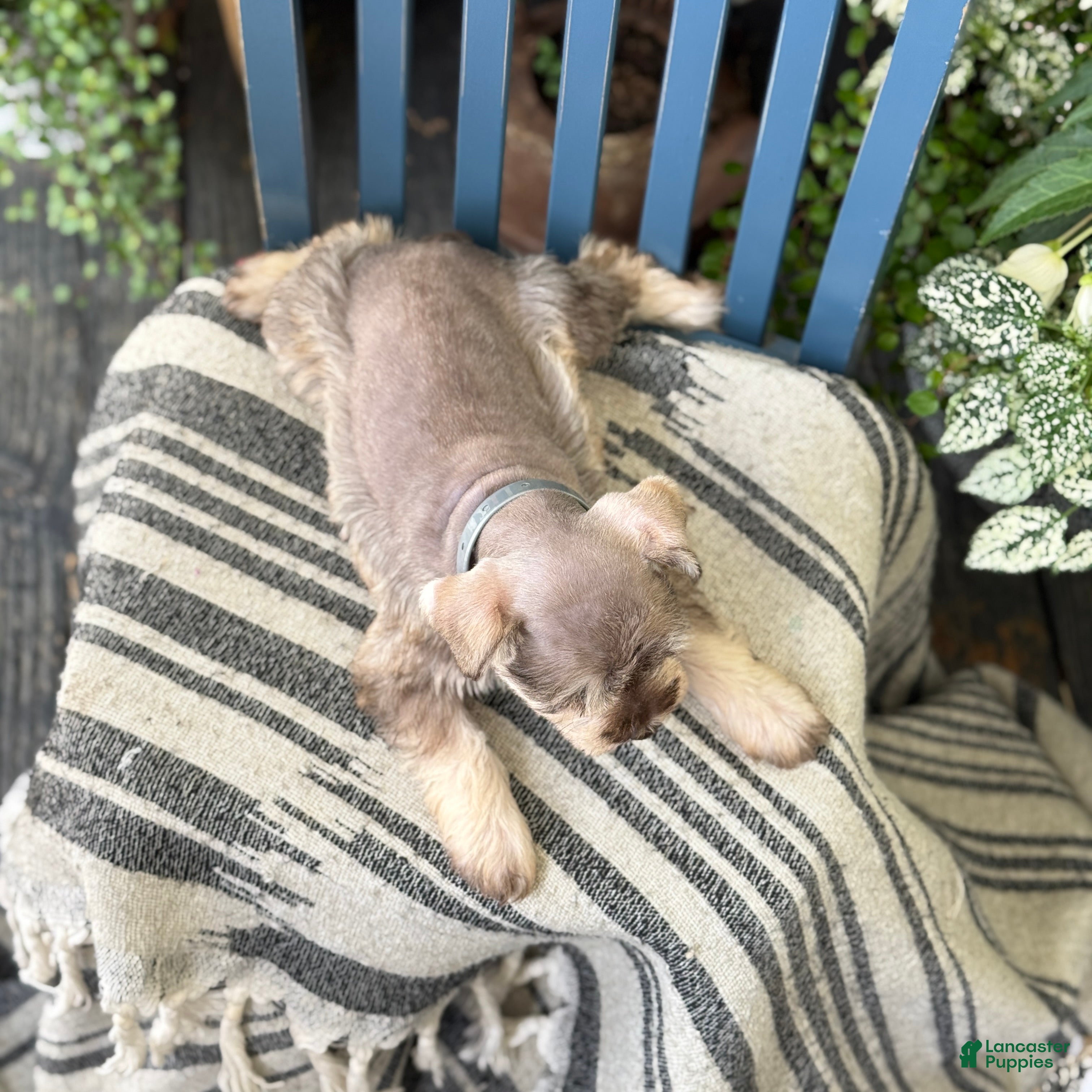 Miniature Schnauzer dogs Silver - Ad 2