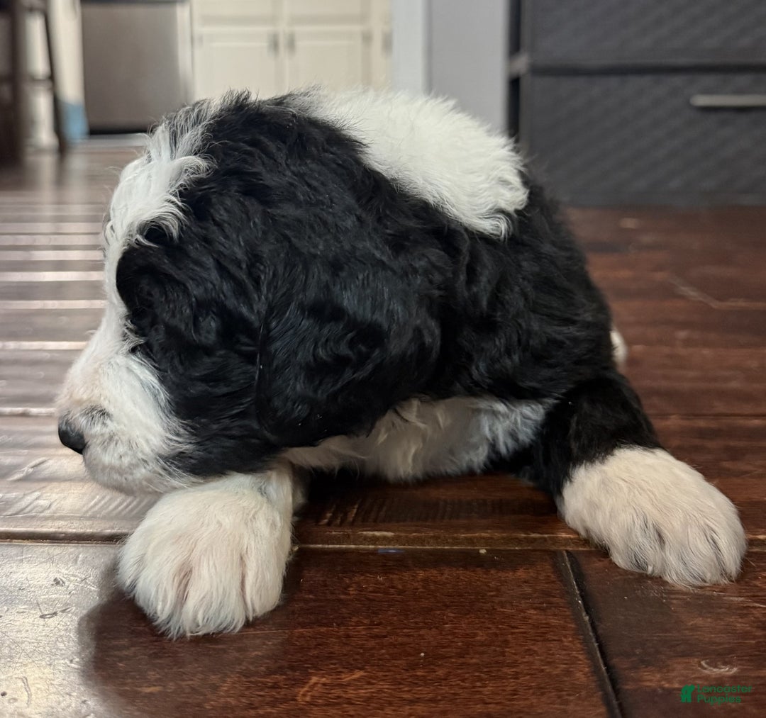 Bernedoodle dogs for sale: Milo - Ad 5