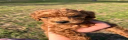Toy Poodle dogs for sale: Toy Poodle Puppy 1 - Ad 6