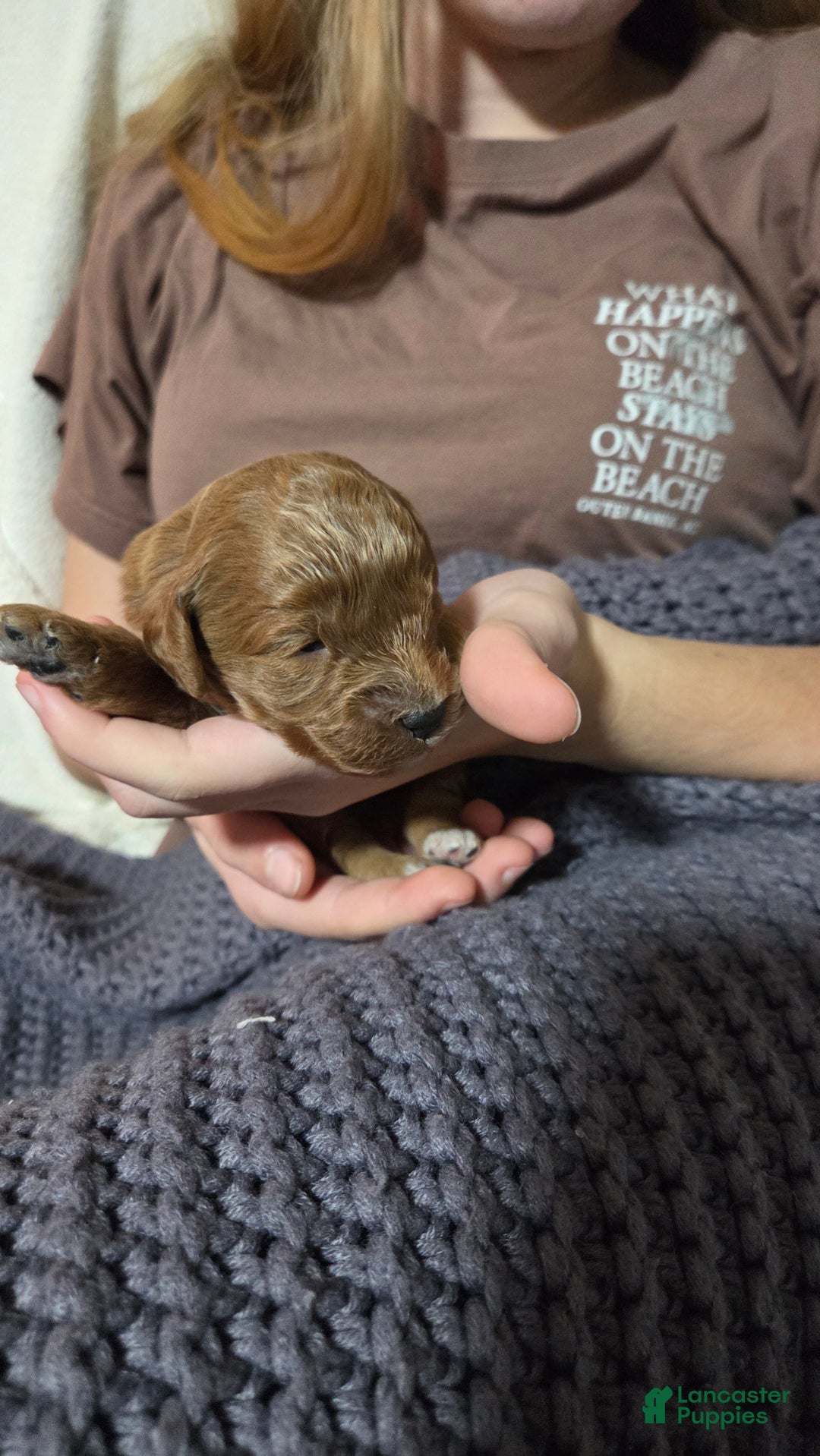 Cavapoo dogs for sale: Trey - Ad 1