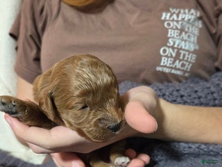 Cavapoo dogs Trey - Ad 30