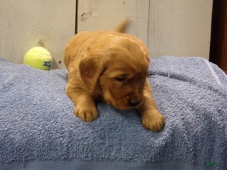 Golden Retriever dogs Oliver - Ad 25