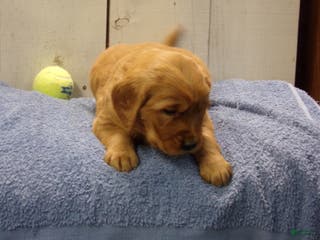 Golden Retriever dogs Oliver - Ad 33