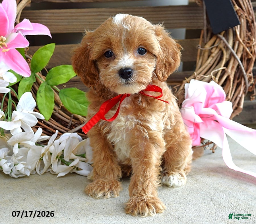 Cavapoo dogs for sale: Max - Ad 3