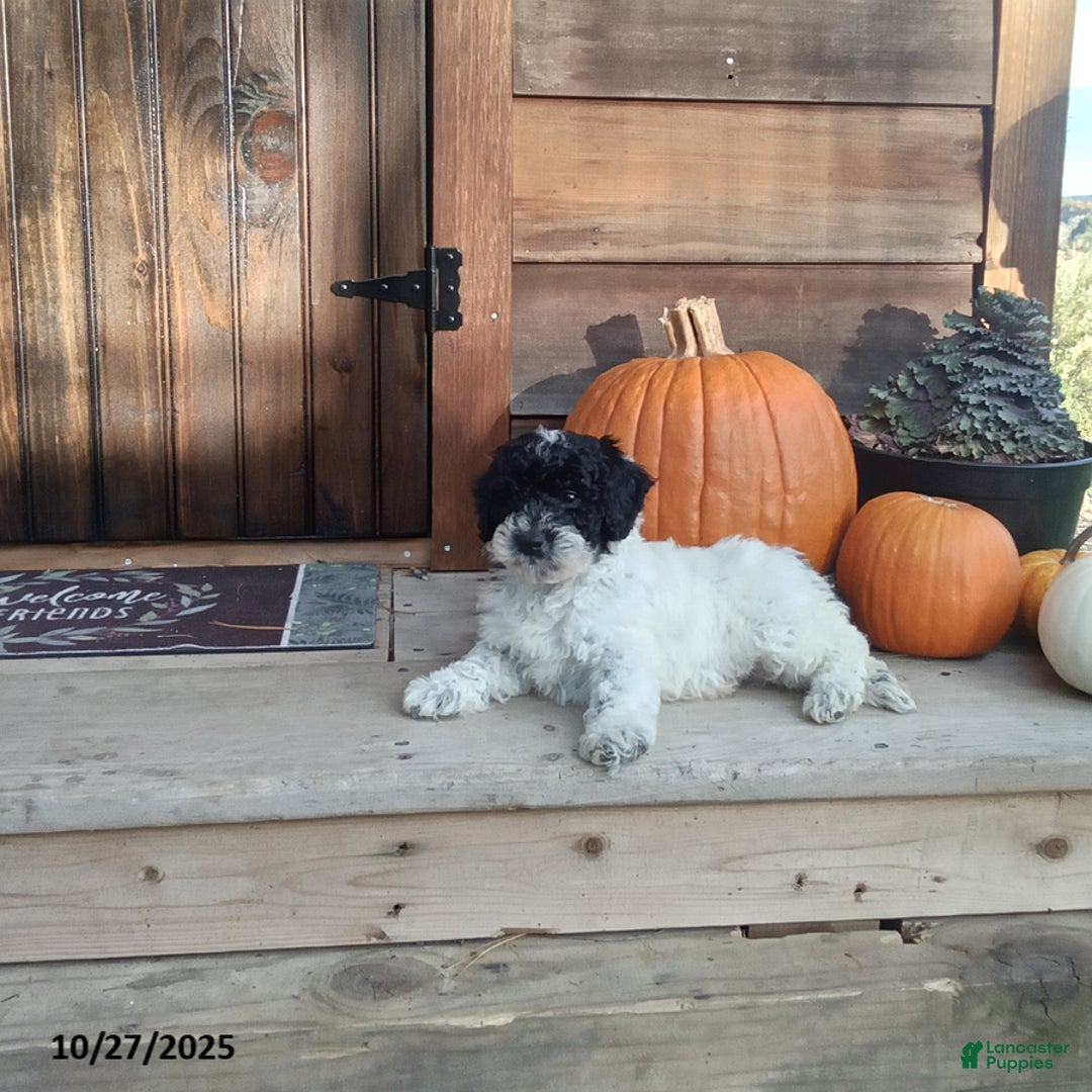 Cockapoo dogs for sale: Charlie - Ad 2